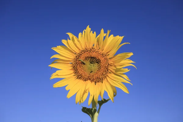 Fjäril mask på gula solrosor mot vackra klarblå — Stockfoto