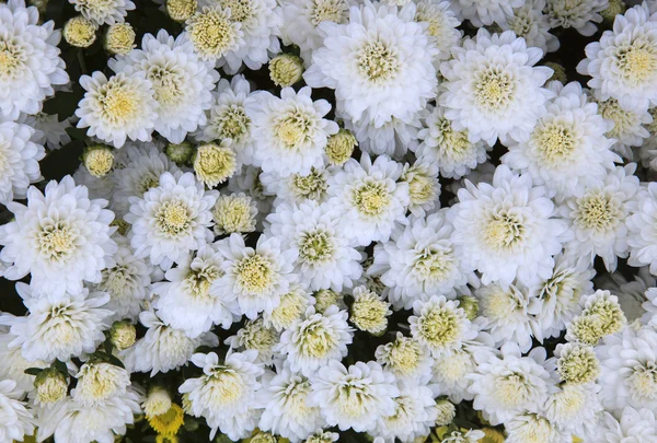 Close up top view of White chrysanthemum flowers use as beautifu — Stock Photo, Image
