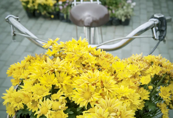 Hermosas flores de crisantemo amarillo decoradas en frente de bic —  Fotos de Stock