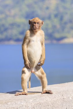 genç erkek doğal vahşi Rhesus makak maymunu tam vücut standı