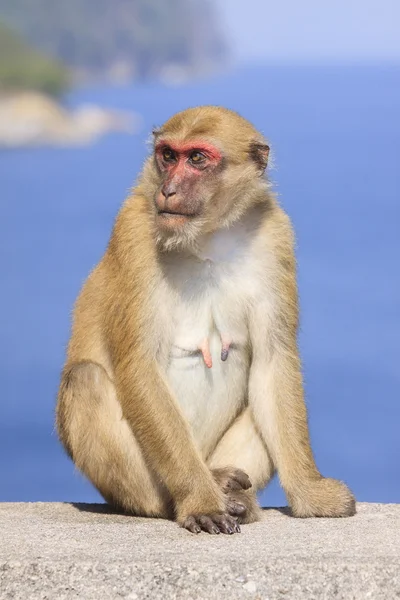 Full body of female natural wild Rhesus macaque monkey sitting o — Stock Photo, Image