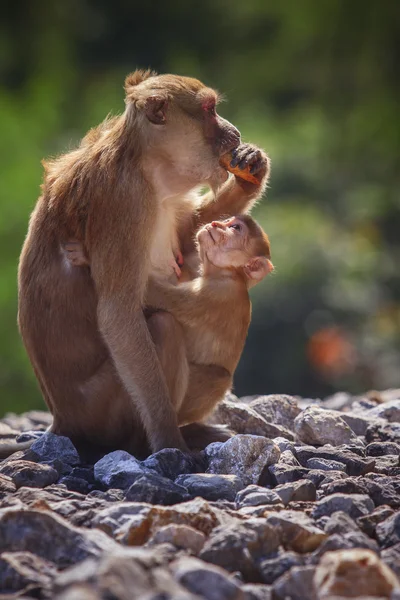 Wild Rhesus macaque monkey and young baby looking to monkey moth — Stock Photo, Image