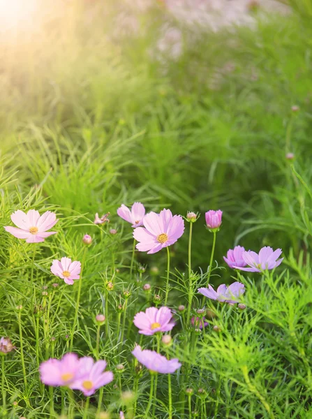 ア ナツとして緑の葉のフィールド使用でコスモスの花の紫の色 — ストック写真