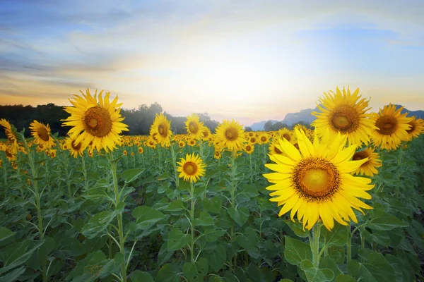 Paisagem de terra de agricultura de campo de girassóis contra belo — Fotografia de Stock