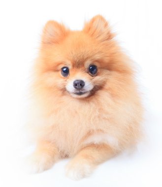 pomeranian köpek yüz