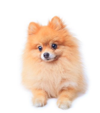 pomeranian köpek yüz
