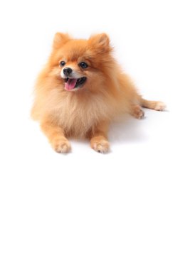 pomeranian köpek yüz