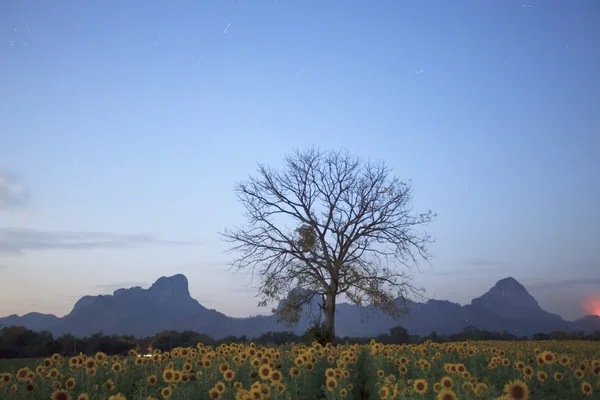 Rama seca del árbol en el campo de girasoles — Foto de Stock