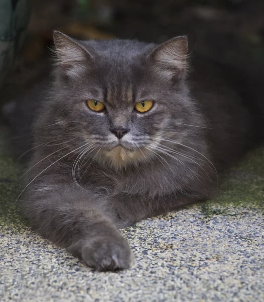 Close up face of  persia cat — Stock Photo, Image