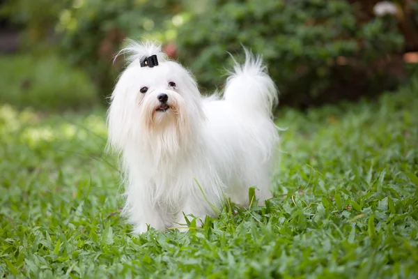 Maltese hond in veld — Stockfoto