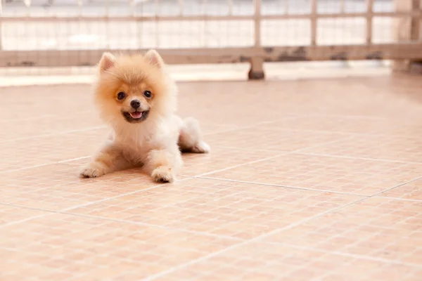 Face of pomeranian dog — Stock Photo, Image