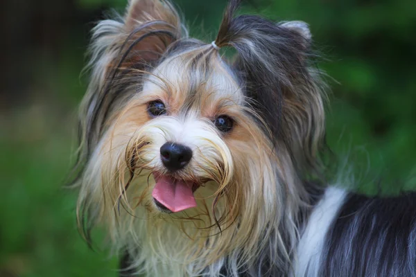 Biver Yorkshire Terier Hund — Stockfoto