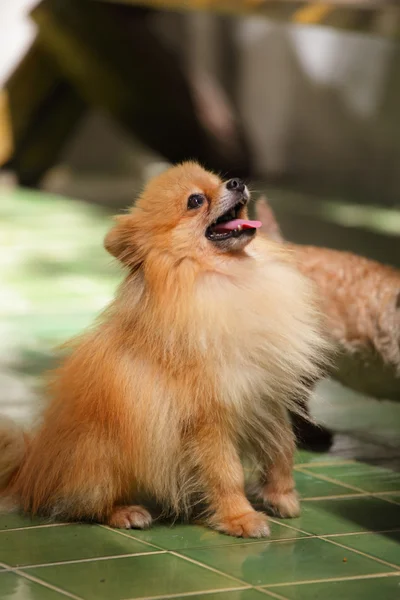 Faccia di cane pomerania — Foto Stock