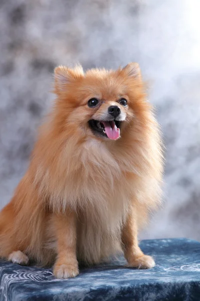 หน้าของสุนัขโพเมอเรเนียน — ภาพถ่ายสต็อก