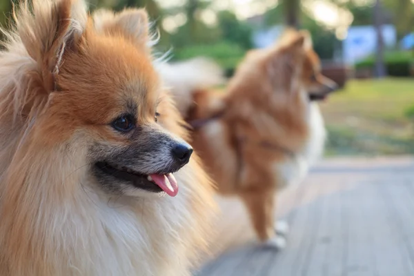 Faccia di cane pomerania — Foto Stock