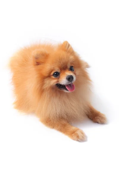 Gesicht des Pommerschen Hundes — Stockfoto