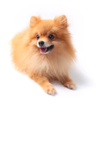 Ansikte av pomeranian hund — Stockfoto