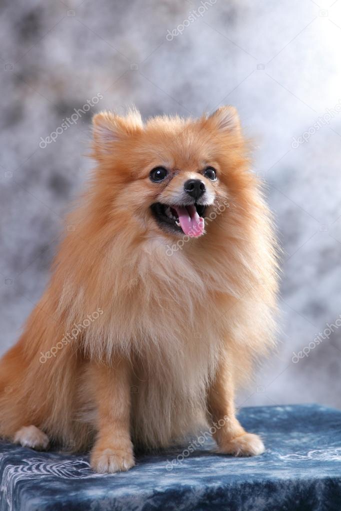 Pomeranian face 2025