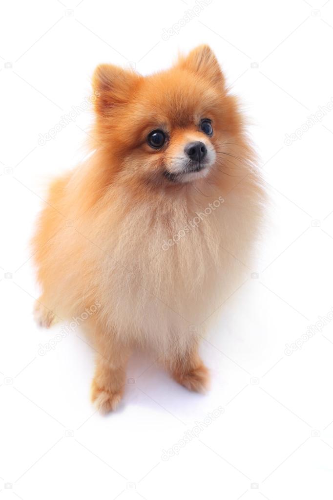 Face of pomeranian dog
