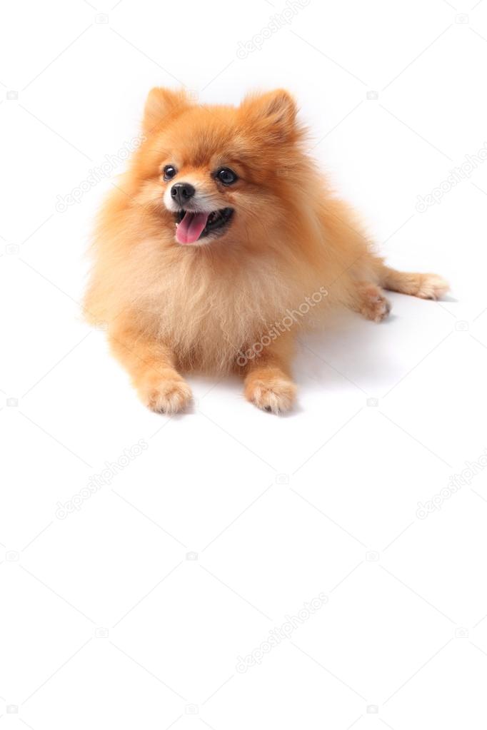 ポメラニア犬の顔 ストック写真 C Khunaspix
