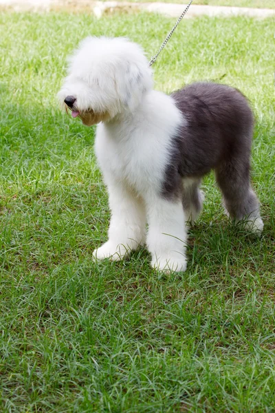 Oude Engelse schapen hond — Stockfoto