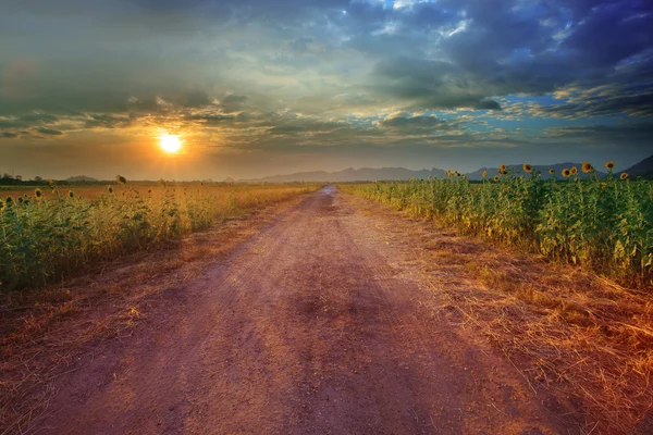 Landscape of rural road perspective to sunflower farm field with — Stock Photo, Image