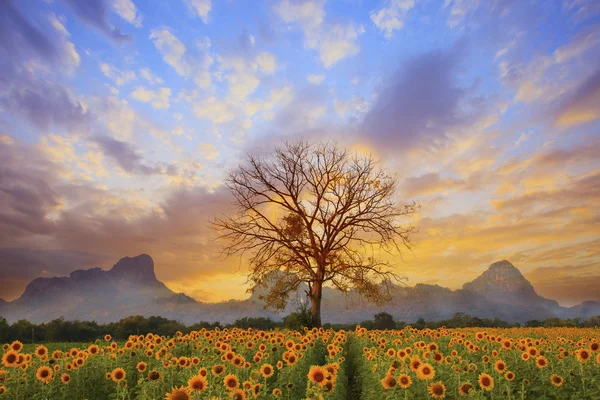 Schöne Landschaft aus trockenen Baumzweigen und Sonnenblumen Feld gegen bunte Abenddämmerung Himmel Verwendung als natürlichen Hintergrund, Hintergrund — Stockfoto