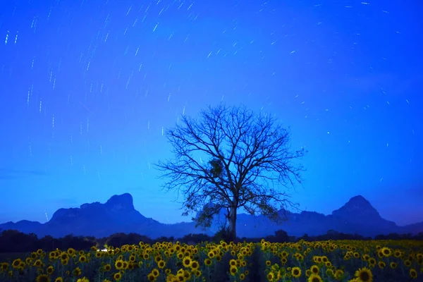 Night land scape of star tail on dark blue sky with dry tree branch and sunflowers field foreground