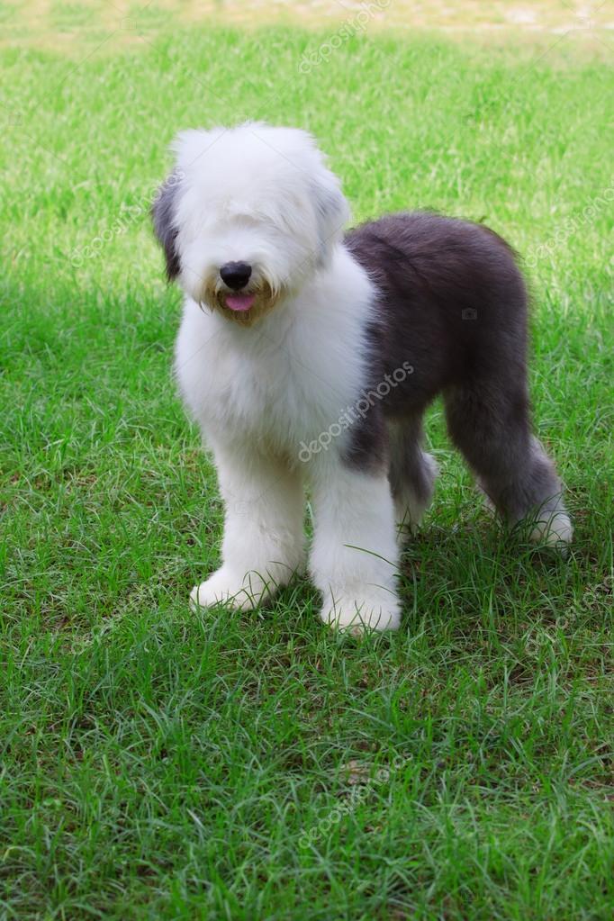 Old english sheep dog — Stock Photo © khunaspix #61100249