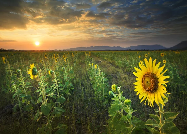 Vackra land scape solen med gula solrosor blommar i — Stockfoto