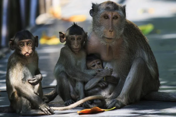 Família de macacos na família de macacos selvagens — Fotografia de Stock