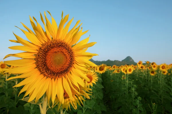 Gros plan pétales de tournesols jaunes dans le champ de plantes avec ciel bleu co — Photo