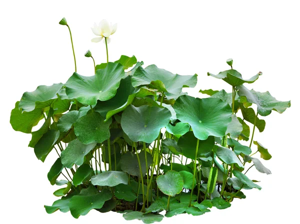 Feuilles vertes de lotus dans un étang isolé sur fond blanc — Photo