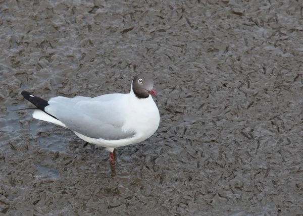 Sea gull ptaków, brązowy czele frajer w hodowli upierzenie formie stać — Zdjęcie stockowe