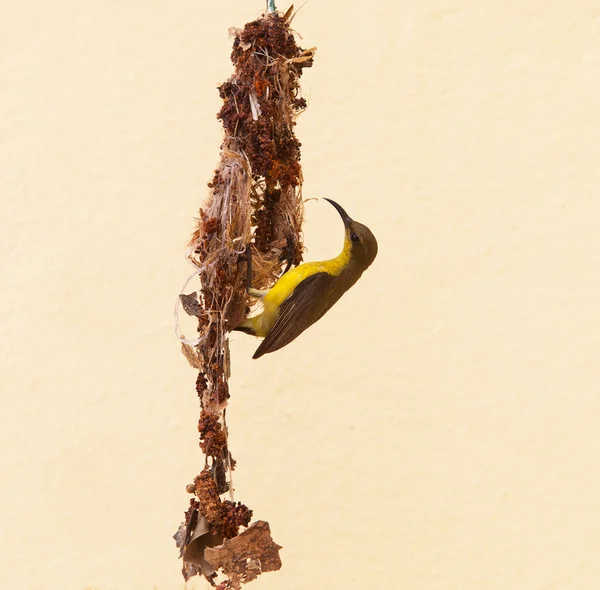 Close-up van natuurlijke scène van wild vrouwelijke olijf backd Sunbird builti — Stockfoto