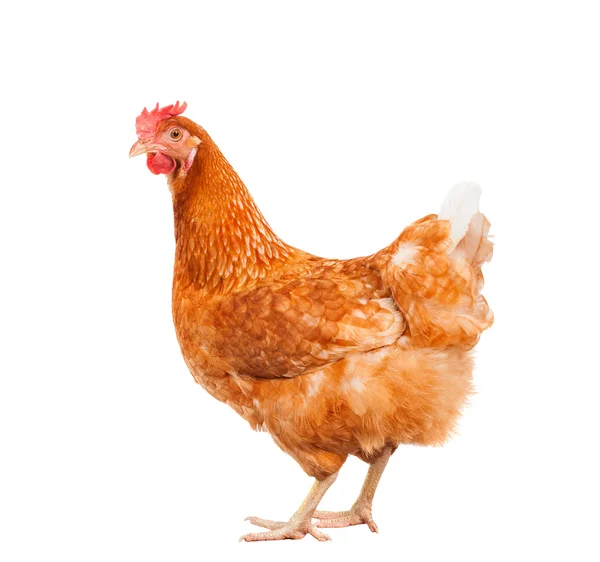 Cuerpo completo de gallina de pollo marrón de pie fondo blanco aislado — Foto de Stock
