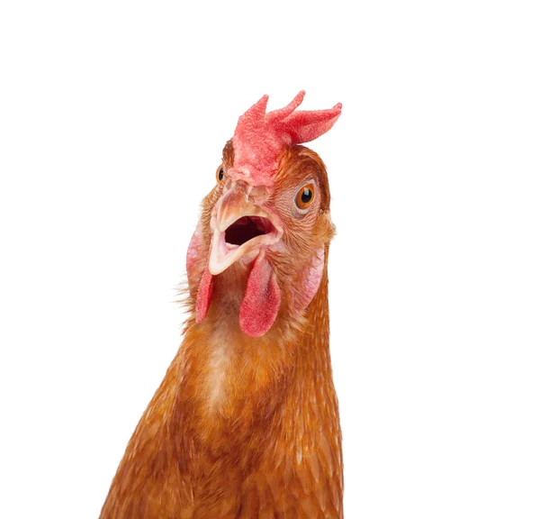 Head of chicken hen shock and funny surprising isolated white ba — Stock Photo, Image