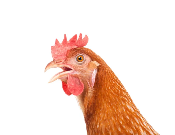 Head of chicken hen shock and funny surprising isolated white ba — Stock Photo, Image