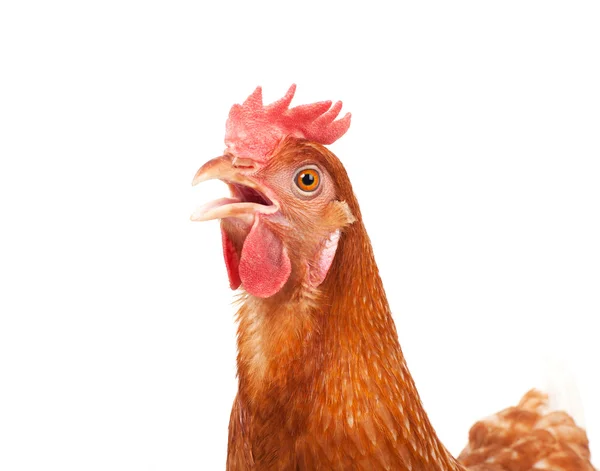 Primo piano di testa di pollo divertente recitazione isolato sfondo bianco — Foto Stock