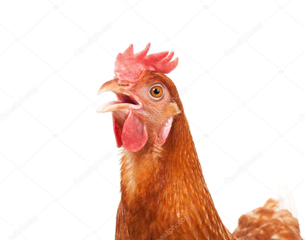 close up of chicken head funny acting isolated white background