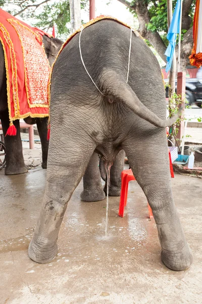 Elephant taking a leak — Stock Photo, Image