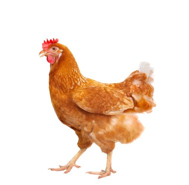 full body of brown chicken hen standing isolated white backgroun clipart