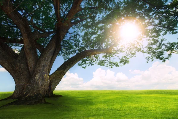 Schöne Landschaft mit großen Regenbaumpflanzen auf grünem Gras — Stockfoto