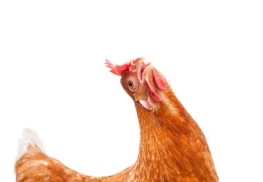 kahverengi kadın tavuk tavuk izole beyaz backgrou komik oyunculuk