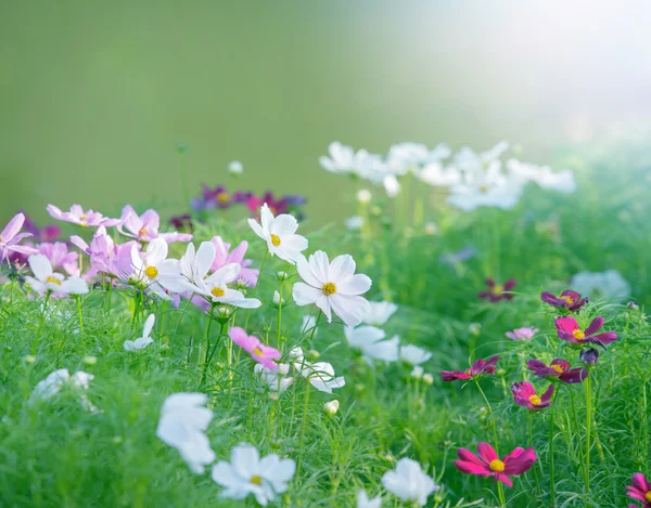 Close up white cosmos flowers field in the park with green soft — Stock Photo, Image