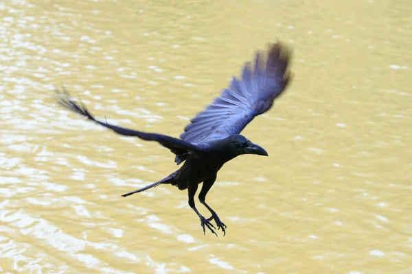 Летающая ворона, плавающая в воздухе — стоковое фото