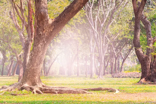 Land scpae of green tree in public park with flare light backgro — Stock Photo, Image