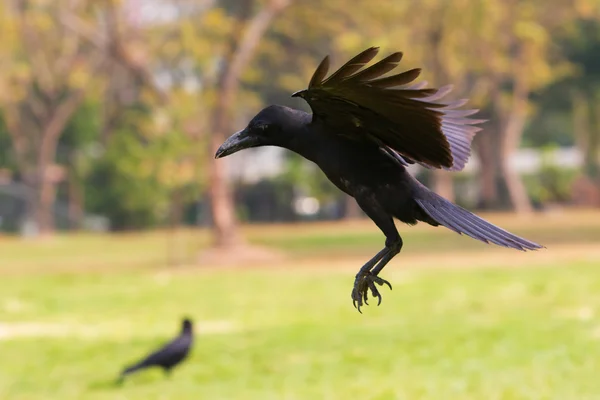 黒い鳥カラスの飛行 (howering) 空中に準備します。 — ストック写真