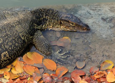 Su p yalan Varanus salvator su monitör yüzünü kapatmak