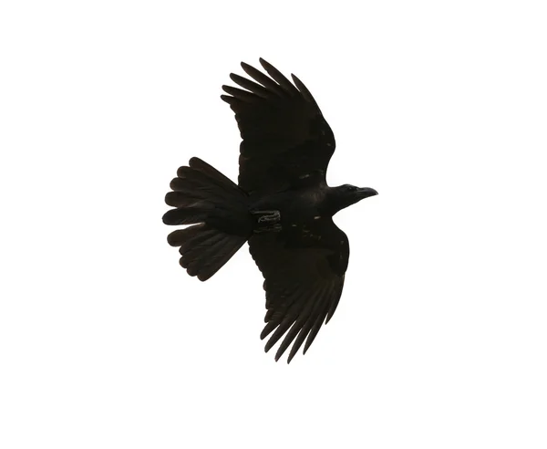 Pájaros negros cuervo vuelo medio aire mostrar detalle en bajo ala feathe —  Fotos de Stock